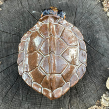 Load image into Gallery viewer, Box Turtle Keepsake Keeper
